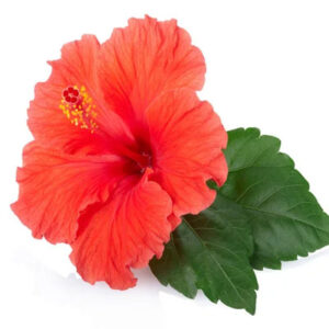 Hibiscus (गुड़हल का फूल)