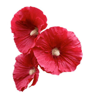 Hollyhock(गुलखेरा)
