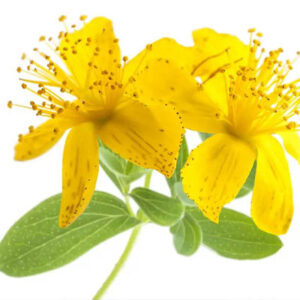 Hypericum flower(हैपैरिकम फूल)
