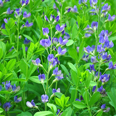 Indigo flower(नील फूल) - Image 3