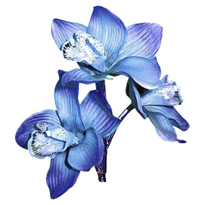 Indigo flower(नील फूल)