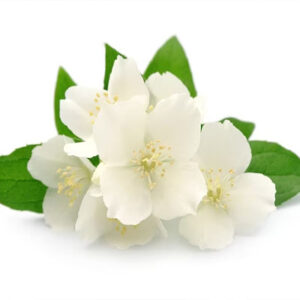 Jasmine(चमेली का फूल)