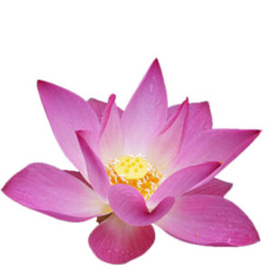Lotus(कमल)