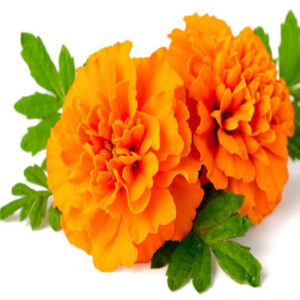 Marigold (गेंदे का फूल)