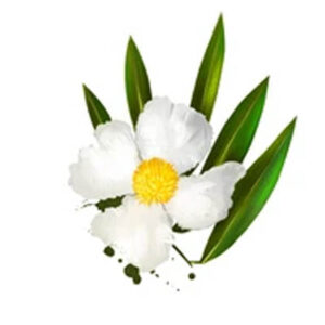 Mesua ferrea (नाग केसर)