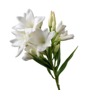 Mexican tuberrose (रजनीगंधा)
