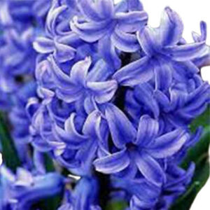 Blueball flower(ब्लू बेल फ्लावर)