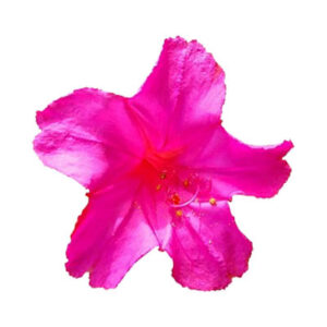 Mirabilis jalapa (गुल अब्बास)