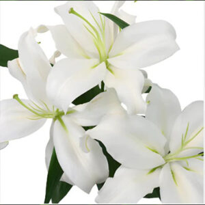 Monsoon lily (सफेद मूसली)
