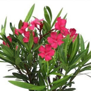 Oleander (कनेर)