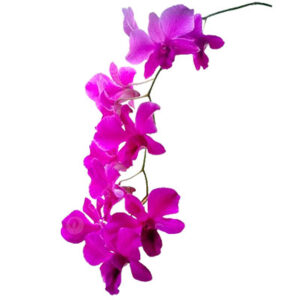 Orchid flower(आर्किड के फूल)