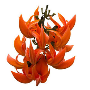 Palash (पलाश के फूल)