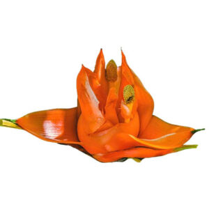 Pandanus (केवड़ा)