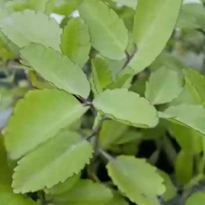 पत्थरचट्टा - Image 4