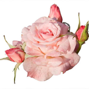 Pink rose (गुलाबी गुलाब)