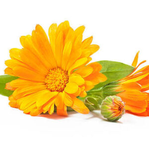 Pot marigold (गुले असरफी)