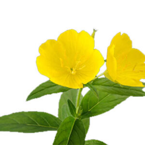 Primrose (बसंती गुलाब)