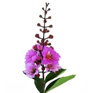 Queen crape myrtle (जरुल)