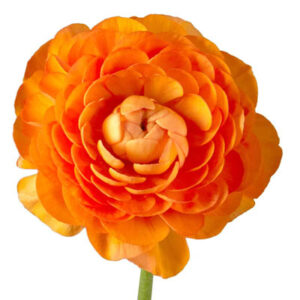 Renuculus flower(रेनुकुलस फूल)