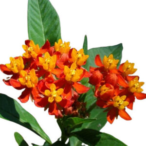 Scarlet milkweed (ककतुण्डि)