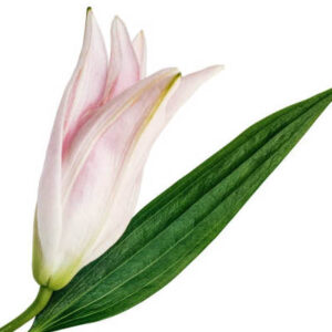 Siroi lily(सिरोई कुमुदिनी)