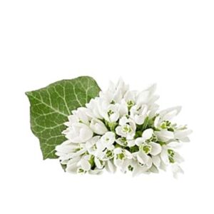 Snowdrop flower(गुलचंदनी फूल)