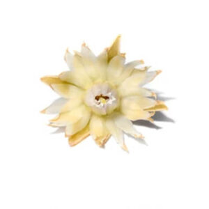 Spanish cherry (मोलश्री का पुष्प)