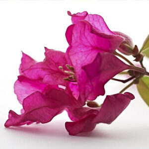 Bouganvillea (बुगनबेल)