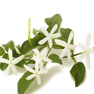 Star jasmine (कुंद पुष्प)