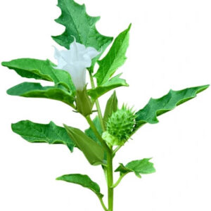 Stramonium (धतुरा या सफेद धतूरा)