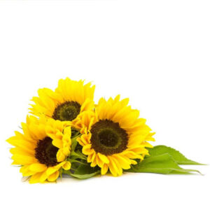 Sunflower (सूरजमुखी)