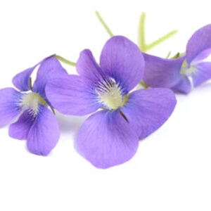 Sweet violet (बनवशा का फूल)