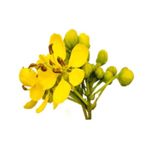 Tanner cassia (तरवर्ड के फूल)