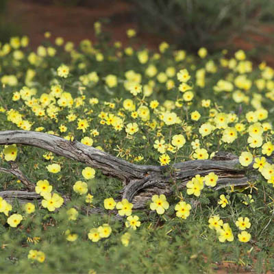 Tribulus terristeris (गोखरू) - Image 2