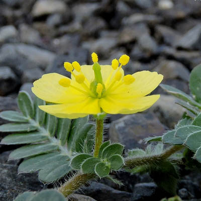 Tribulus terristeris (गोखरू) - Image 3