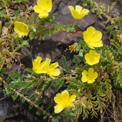 Tribulus terristeris (गोखरू) - Image 4