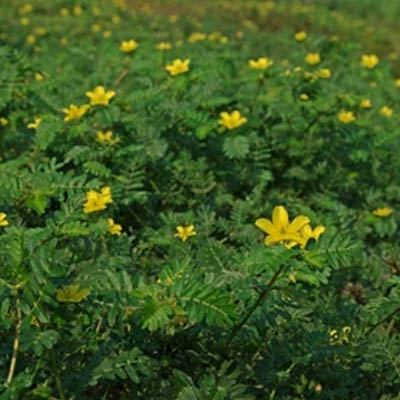 Tribulus terristeris (गोखरू) - Image 5