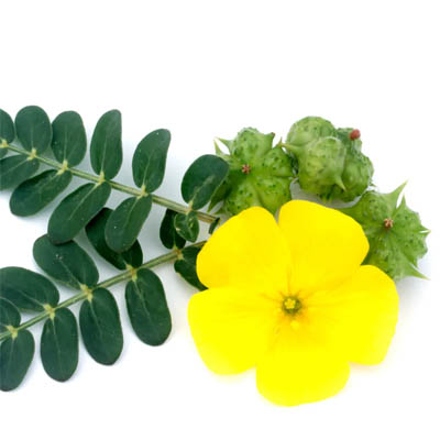 Tribulus terristeris (गोखरू)