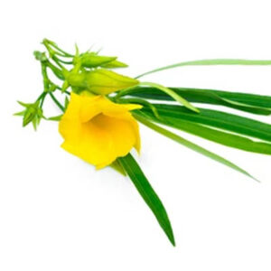 Yellow pleander (पीला कनेर)