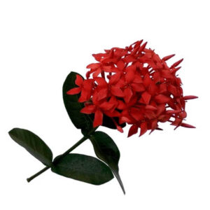 Ashok flower(सीता अशोक)