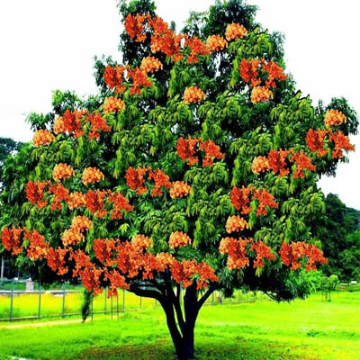 Ashok flower(सीता अशोक) - Image 2