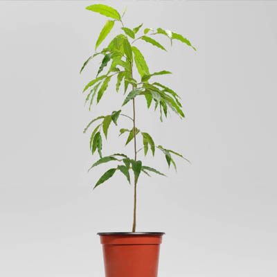 Ashok flower(सीता अशोक) - Image 3