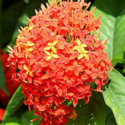 Ashok flower(सीता अशोक) - Image 4