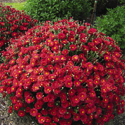 Chrysanthemum flower(चंद्रमल्लिका) - Image 4