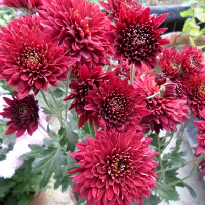 Chrysanthemum flower(चंद्रमल्लिका) - Image 3