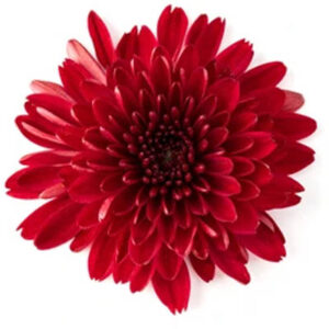 Chrysanthemum flower(चंद्रमल्लिका)
