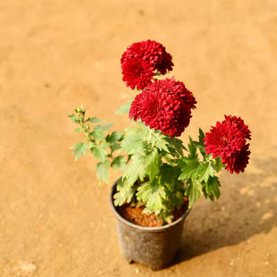 Chrysanthemum flower(चंद्रमल्लिका) - Image 2