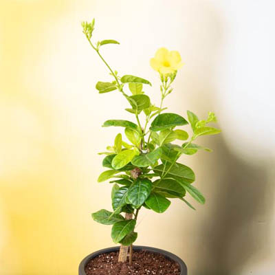 Creeper (लता) - Image 3