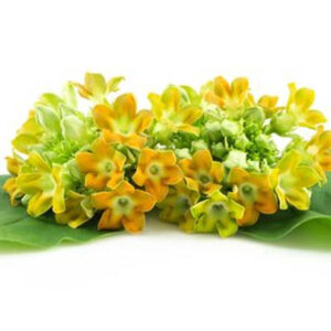 Creeper (लता)