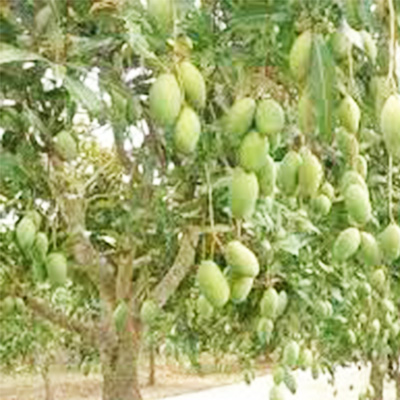 दसहरी - Image 3